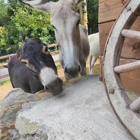Campo de lujo Lieve Agriglamping Experience *