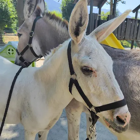 Lieve Agriglamping Experience * 알보사기아