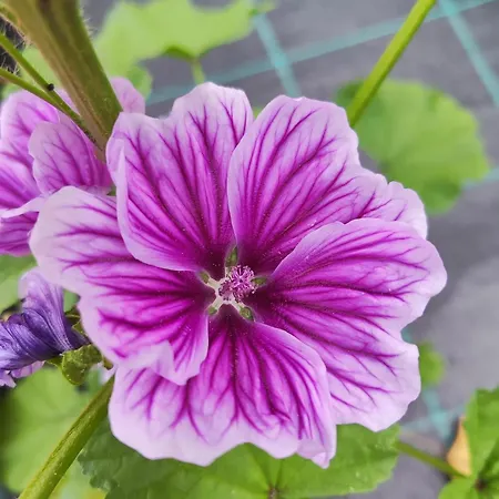 Lieve Agriglamping Experience 럭셔리텐트 알보사기아