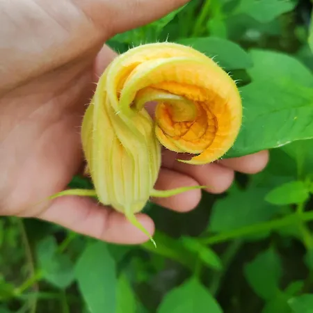 Lieve Agriglamping Experience * 알보사기아