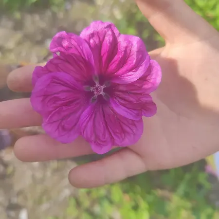 Lieve Agriglamping Experience *