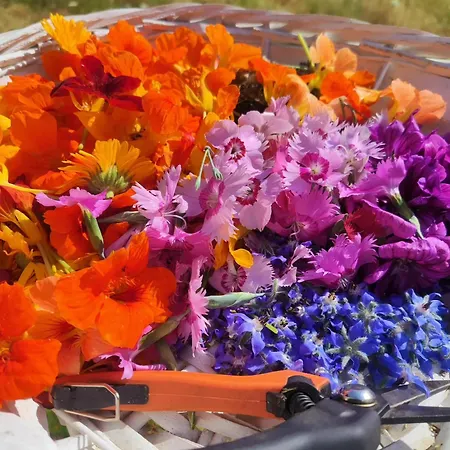 Lieve Agriglamping Experience *