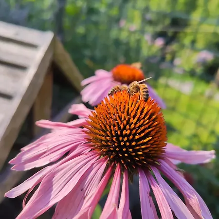 Lieve Agriglamping Experience 알보사기아