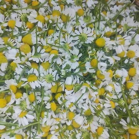 Lieve Agriglamping Experience * 알보사기아