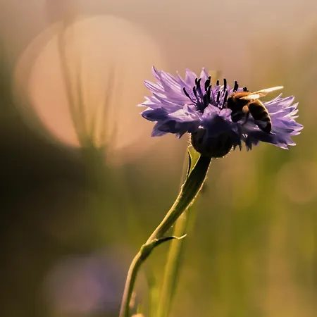 Lieve Agriglamping Experience 럭셔리텐트 *