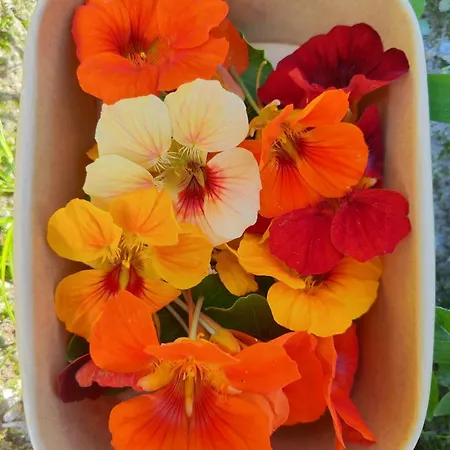 럭셔리텐트 Lieve Agriglamping Experience *