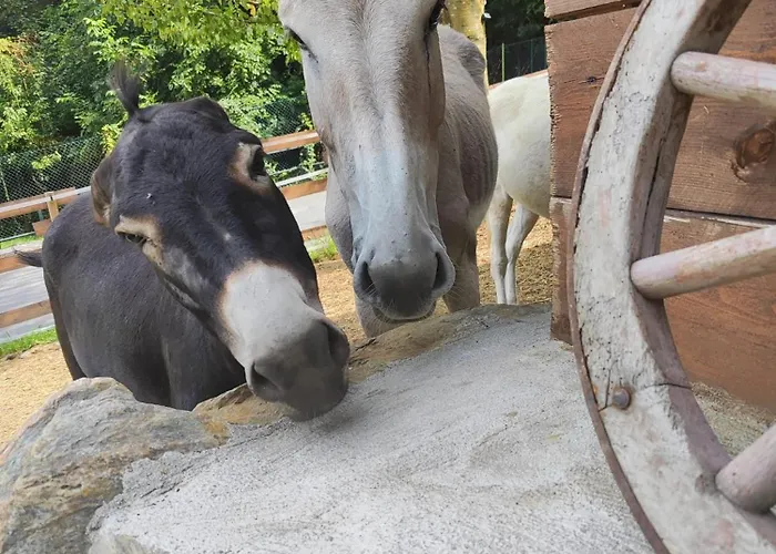 Campismo de Luxo Lieve Agriglamping Experience *