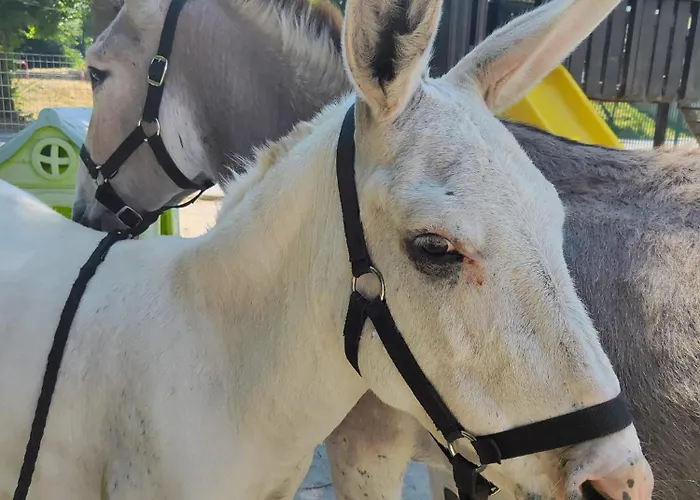 Lieve Agriglamping Experience * Albosaggia