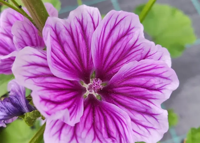 Lieve Agriglamping Experience Campismo de Luxo Albosaggia