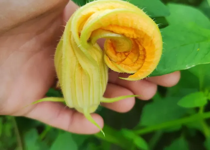 Lieve Agriglamping Experience * Albosaggia