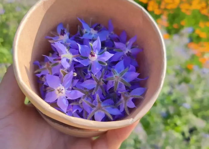 Campismo de Luxo Lieve Agriglamping Experience Albosaggia