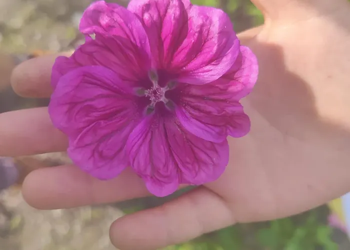 Lieve Agriglamping Experience *