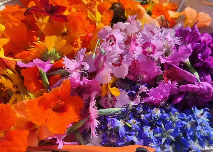 Lieve Agriglamping Experience *