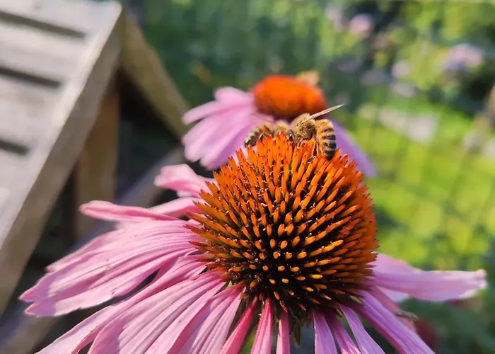 Lieve Agriglamping Experience Albosaggia