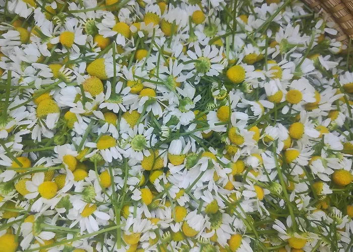 Lieve Agriglamping Experience * Albosaggia