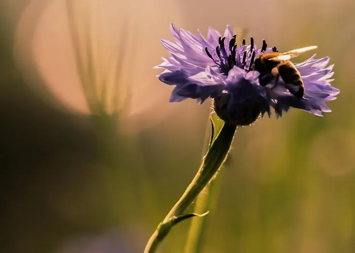 Lieve Agriglamping Experience Campismo de Luxo *