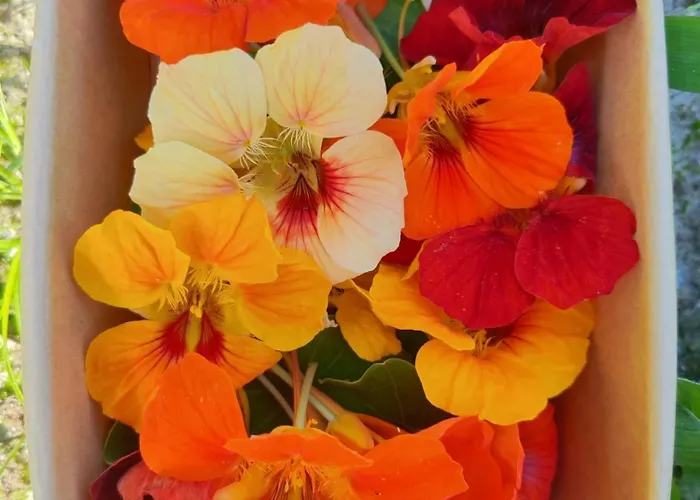 Campismo de Luxo Lieve Agriglamping Experience *