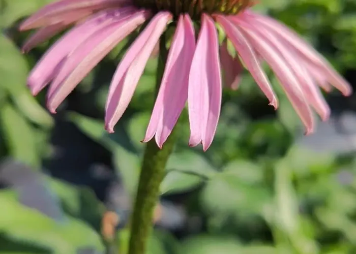 Lieve Agriglamping Experience *