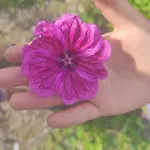 Lieve Agriglamping Experience *