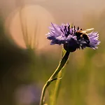 Lieve Agriglamping Experience Luxusní stan *